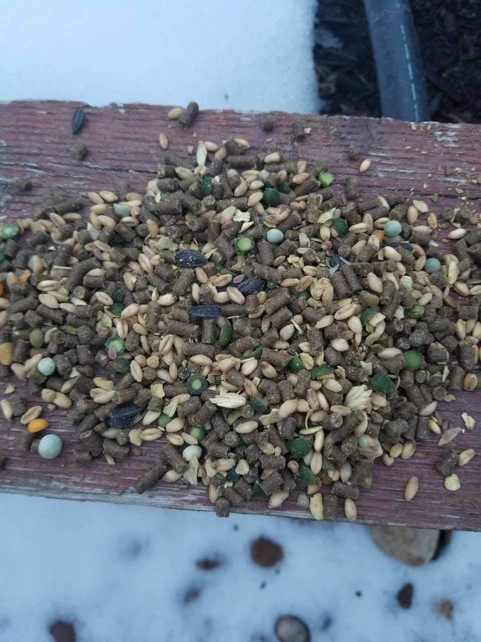 Small Pet Select Chicken Layer Feed, Non-GMO, Corn Free, Soy Free, 18% Protein,10 lb