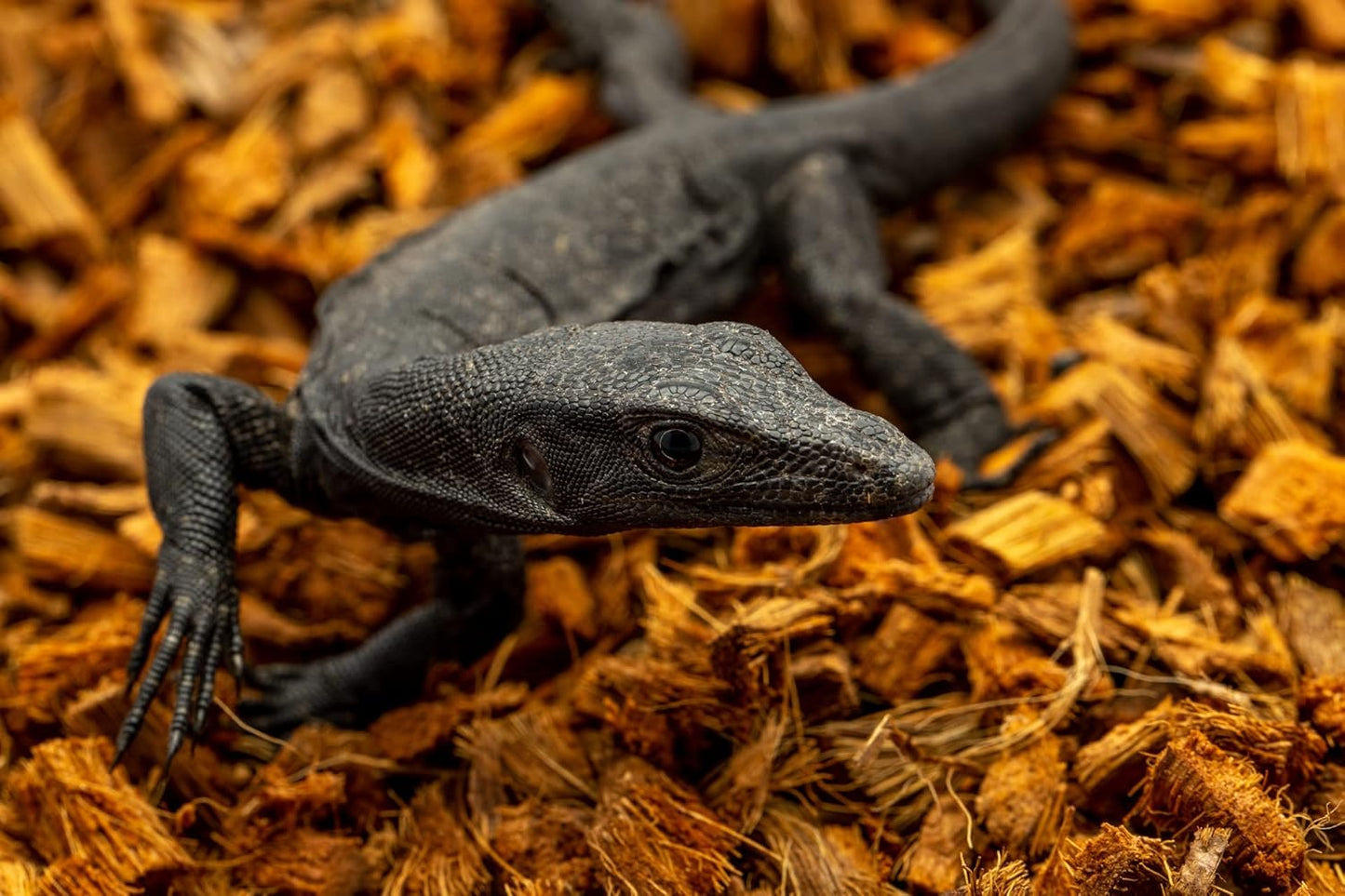 ReptiChip Reptile Substrate Coconut Chip Bedding 72 Quart Compressed Organic Coco Husk Block for Snake Habitat, Ball Python Terrarium, Turtle Tanks, Tortoise Enclosure (10 Pk)