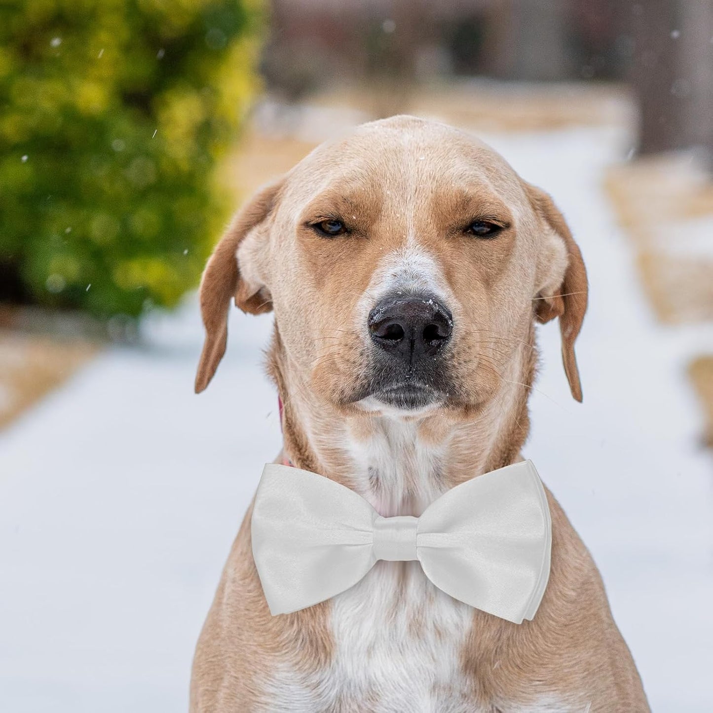 KOOLMOX Dog Bow Tie White, Formal Dog Bowtie with Adjustable Dog Collar for Medium and Large Dogs Cats Pets Wedding Christmas Birthday Party Holiday Homecoming Costumes, 1 Piece White