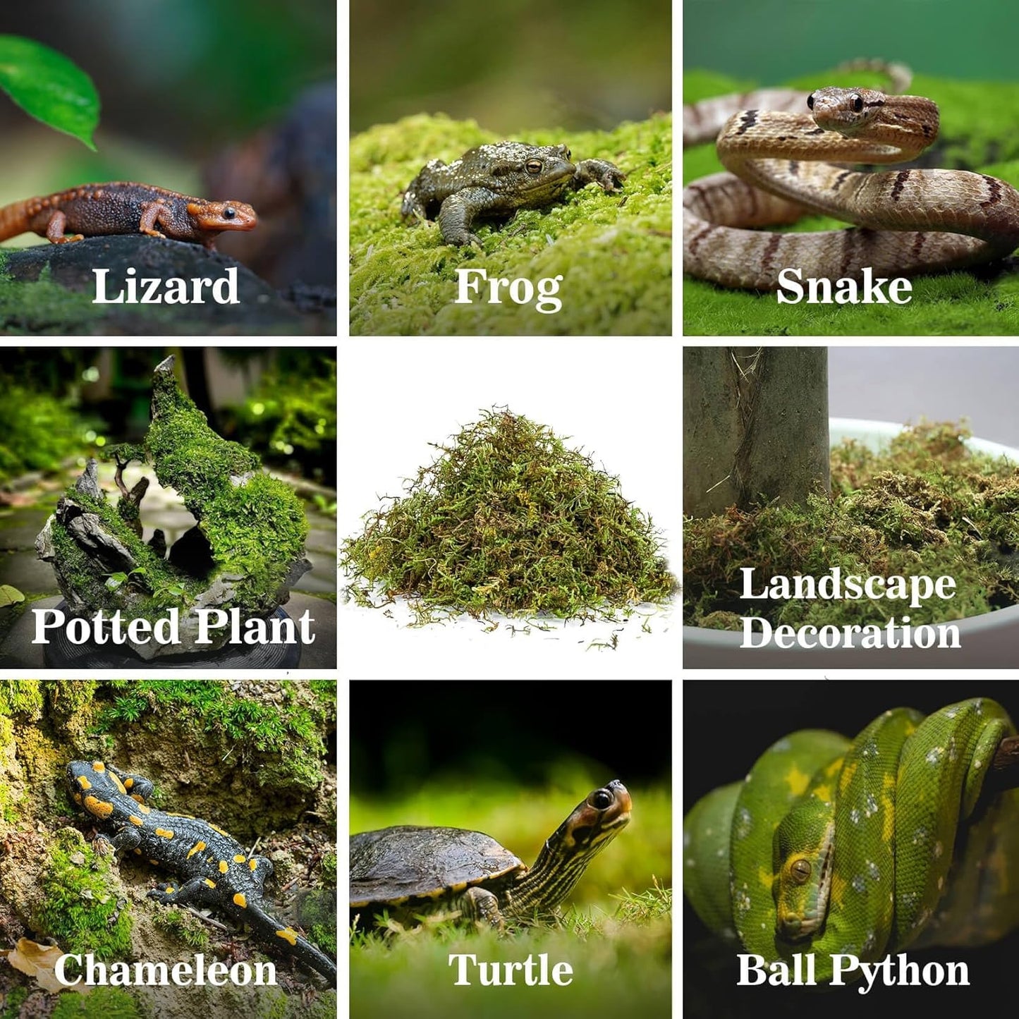 Sukh Sphagnum Moss for Reptiles - Terrarium Reptiles Moss Green Dried Peat Moss Habitat Bedding Moss for Snakes Turtle Frog Gecko and Other Reptiles Substrate (5, Ounces)