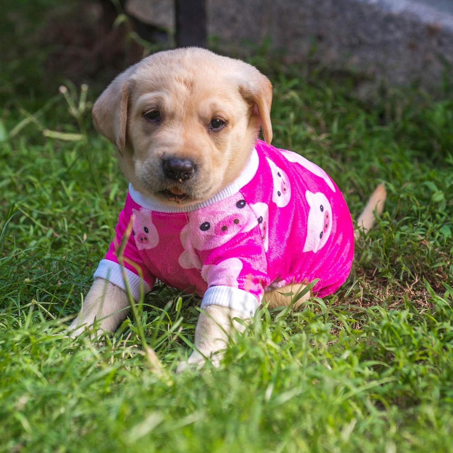 CuteBone Dog Halloween Pajamas Puppy Onesies Small Dogs Soft Pjs Coat Cat Apparel Comfy Pet Christmas Clothes Outfit Doggie Bodysuit P46XS