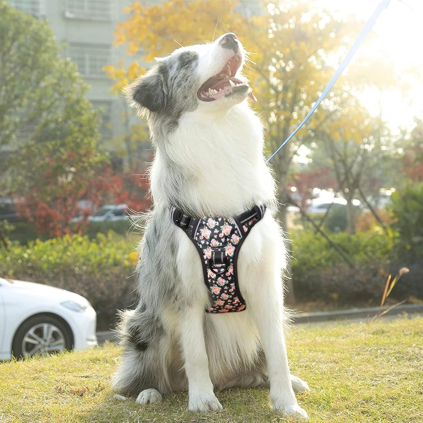 Timos No Pull Dog Harness,NO Need Go Over Dogs Head 3 Snap Buckles Reflective Oxford No Choke Harness with Front&Back 2 Metal Leash Clips Soft Padded for Small Medium Large Dogs,X-Large (Pack of 1)