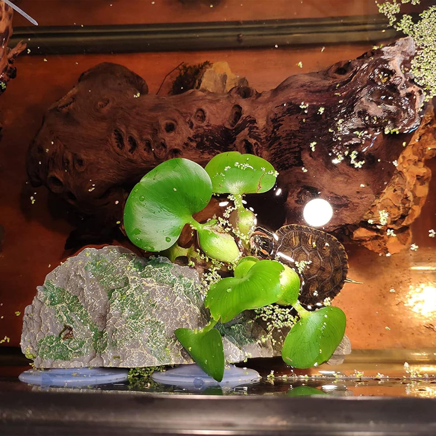 kathson Turtle Basking Platform with Suction Cup Tortoise Climbing Rest Terrace Resin Step Decoration Reptile Habitat Rock Decor for Frogs,Lizards,Geckos,Bearded Dragon-L