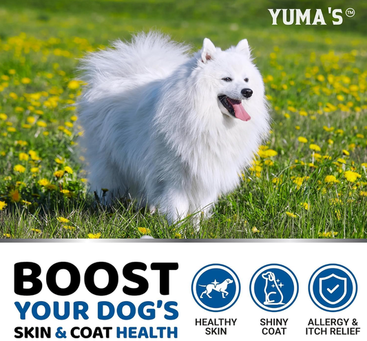 Paws, Shine, and Allergy Relief: How Omega-3 Chews Turn Your Dog’s Daily Treat into a Skin & Coat Wellness Capsule