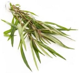 SubstrateSource Live Aquarium Stem Plants - Freshwater Aquatic Plant for Fish Tanks, Aquascaping - (Ludwigia Repens, 1 Bunch)