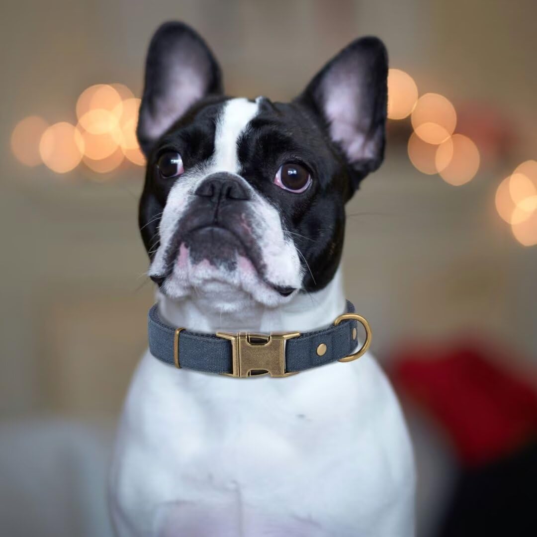 PET ARTIST Dog Collars for Medium Dogs, Soft Padded Premium Nylon Dog Collar with Quick Release Metal Buckle, Durable & Adjustable Pet Collars for Boy Gifts, Blue, M (Fit 13-20")