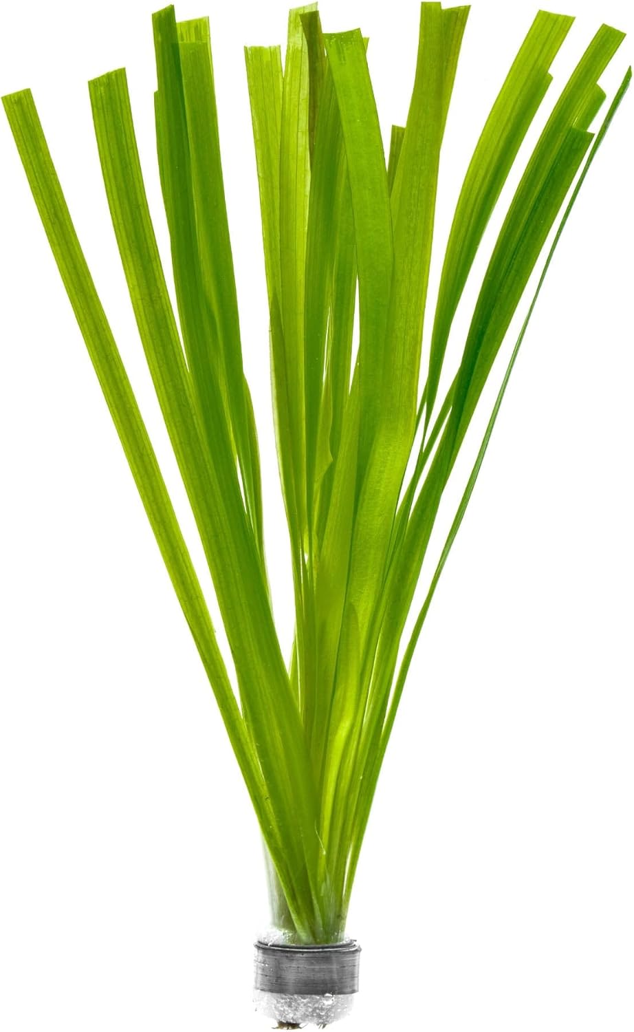 SubstrateSource Live Plant - Tall Grass, Vallisneria Gigantea - Easy Care, Moderate to High Light, Bright Green Accent, Freshwater Aquatic Plant for Aquascaping - Lead Bunch