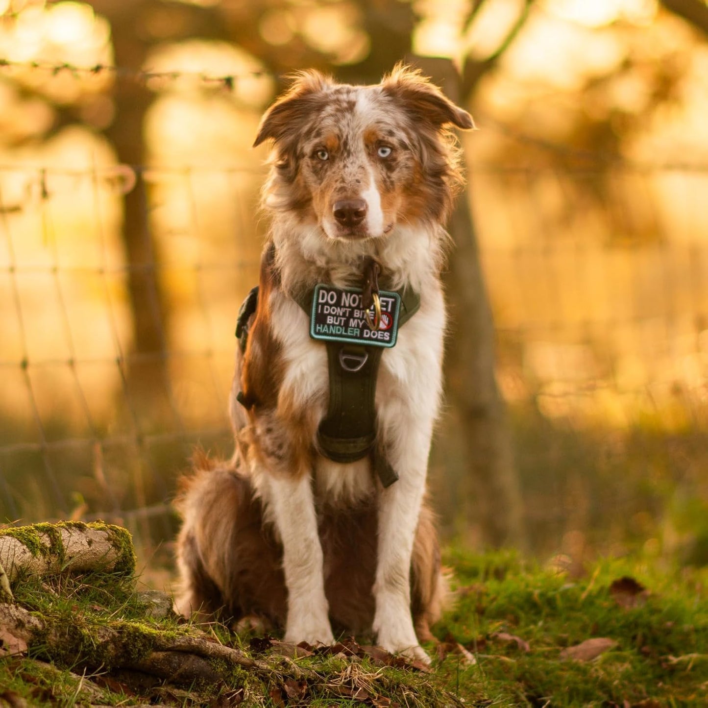 rabbitgoo Dog Harness Small Sized No Pull, Tactical Service Pet Vest with Molle and Control Handle, Adjustable and Reflective Military Harness for Easy Walking and Training, Desert camo, S