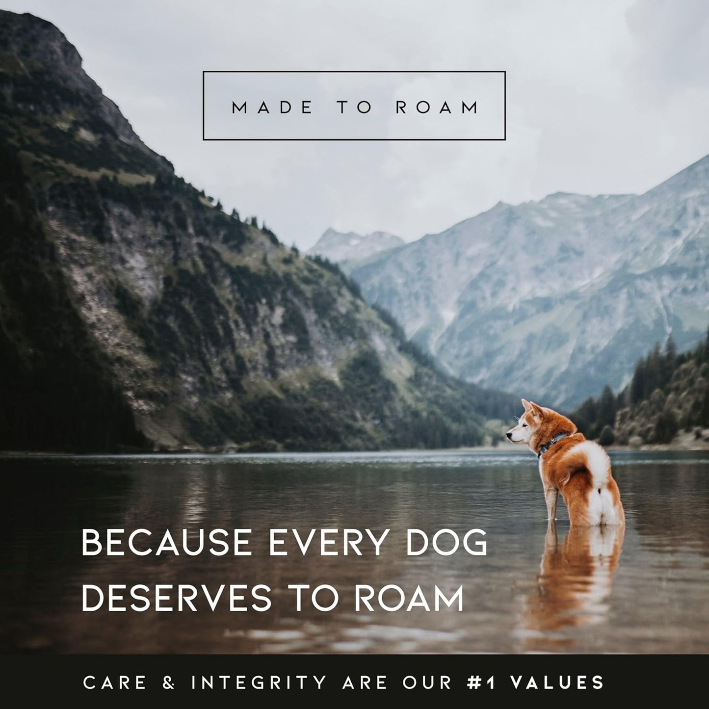 MADE TO ROAM Premium Explorer Harness - Y-Shaped Dog Harness with Adjustable Durable Nylon, Soft Padding, Metal Buckles and Leather Handle for Small, Medium, Large Dogs (Carolina Blooms, Size 5)