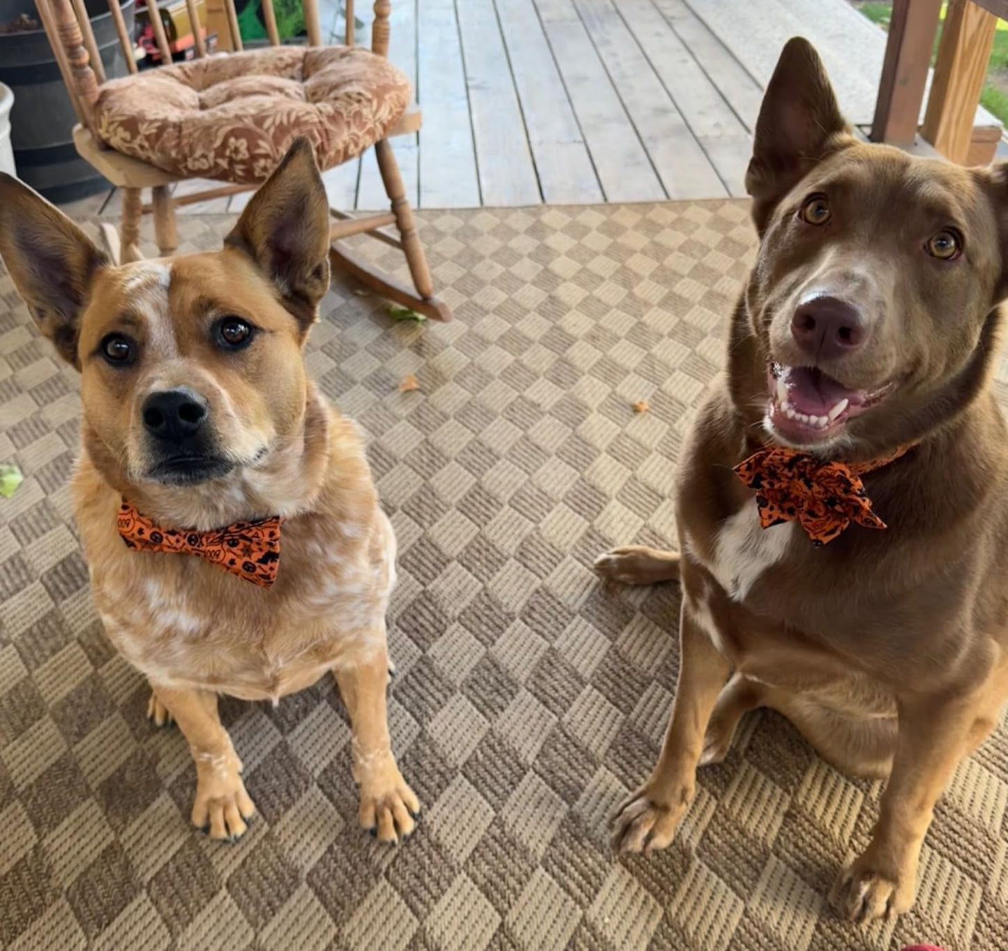 Lionet Paws Halloween Dog Collar with Bowtie - Cute Cotton Adjustable Fall Bowtie Dog Collar with Metal Buckle for Small Medium Large Dog Girl Boy Gift, M, Neck 13.5-22in