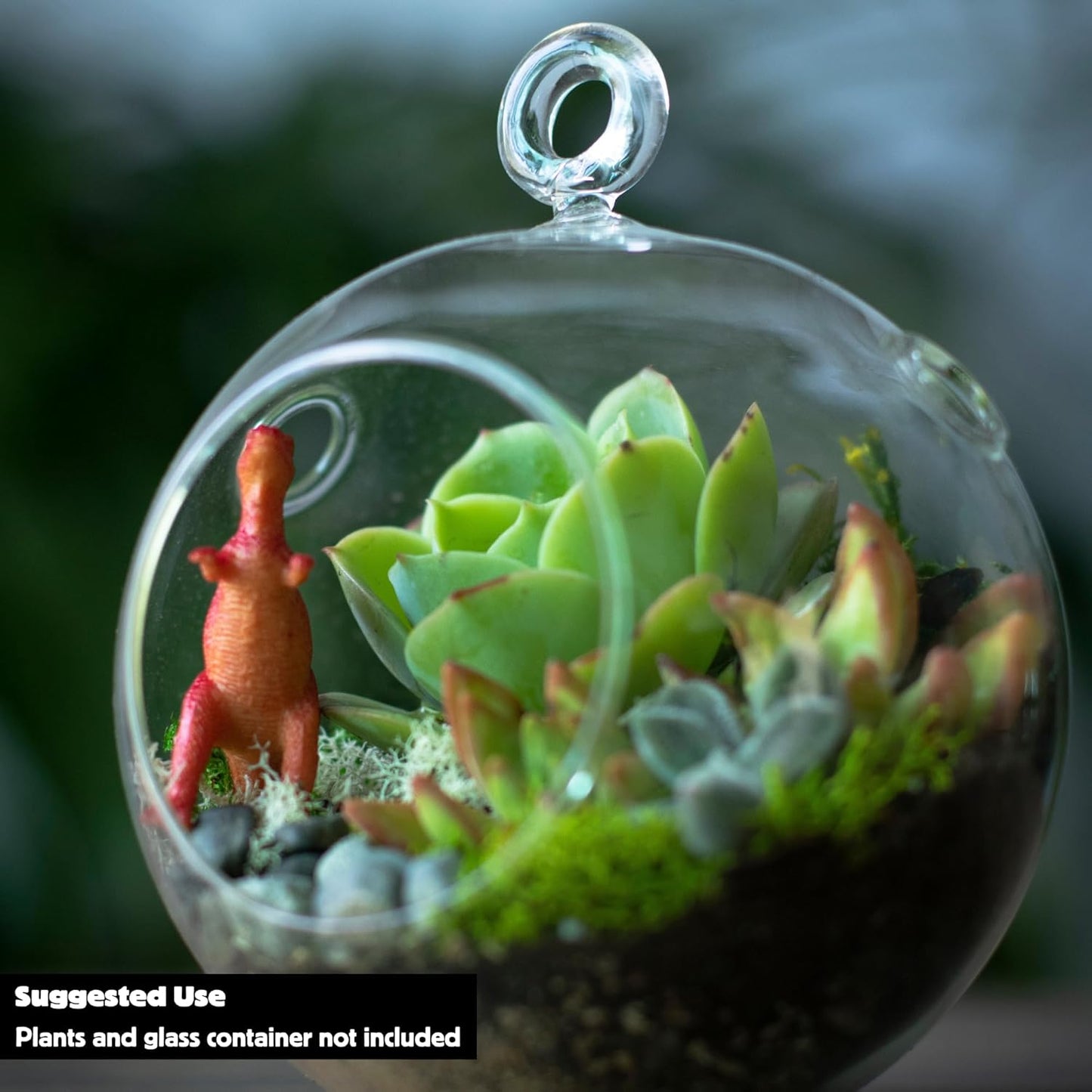 Cute Farms Terrarium Starter Kit | Moss, Vermiculite, Soil, Plant Food, Brush, Build and Care Guide | DIY Succulent Terrarium Kit for Adults and Kids