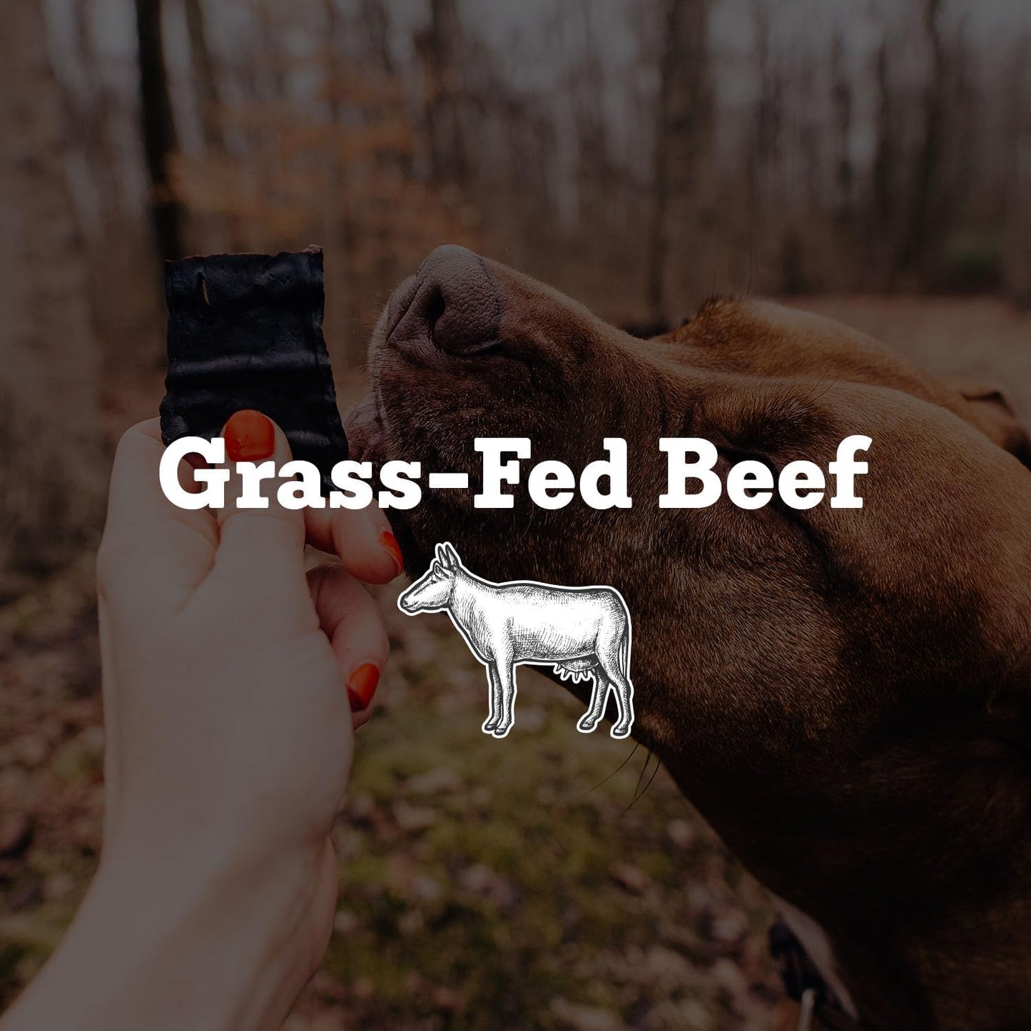 Farm Hounds - Beef Trainers - Premium Natural Beef Jerky for Dogs - Made from 100% Humanely Raised Cattle - Easy-Break - Great for Training & Treats - No Added Fillers - Made in USA - 4.5 oz - 1 Pack