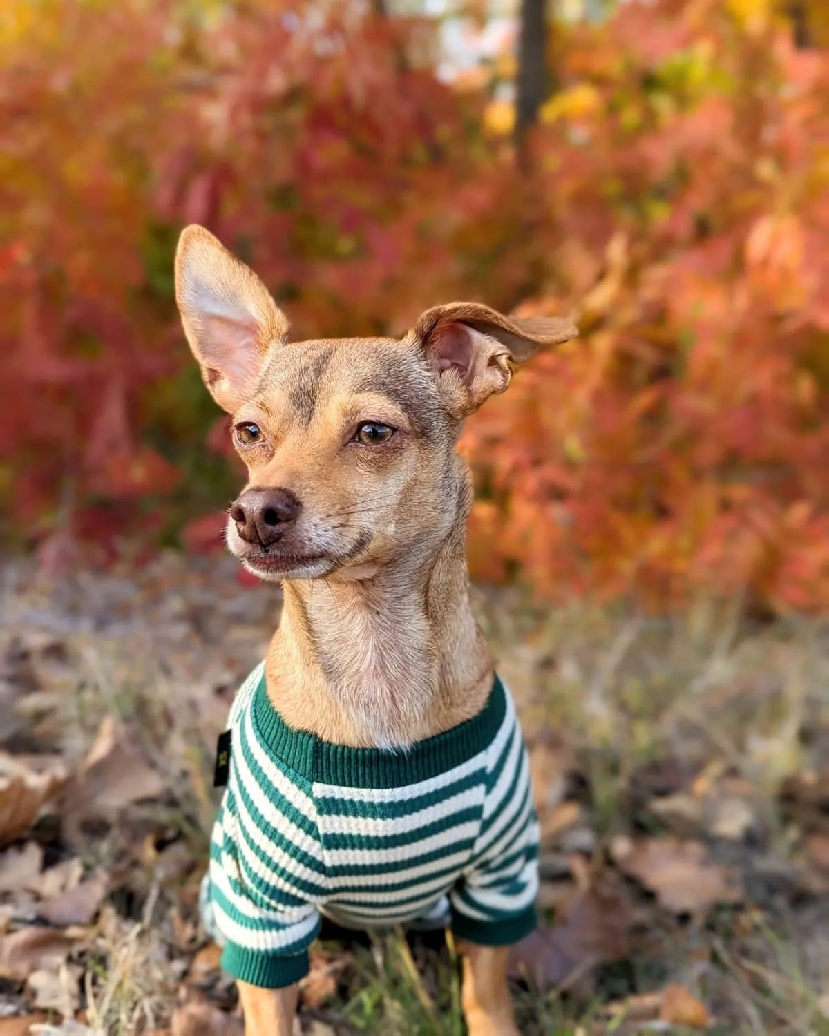 Fitwarm Green and White Striped Dog Pajamas, Waffle Dog Clothes for Small Dogs Girl Boy, Puppy Onesie with Feet, Pet Cat Outfit, XXL