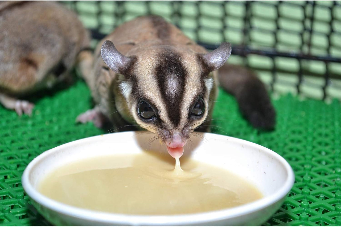 Exotic Nutrition Gliderade Nectar (8 oz.) - Vitamin-Enriched Healthy Nectar Supplement - Powdered Mix - Provides Necessary Carbohydrates for Sugar Gliders