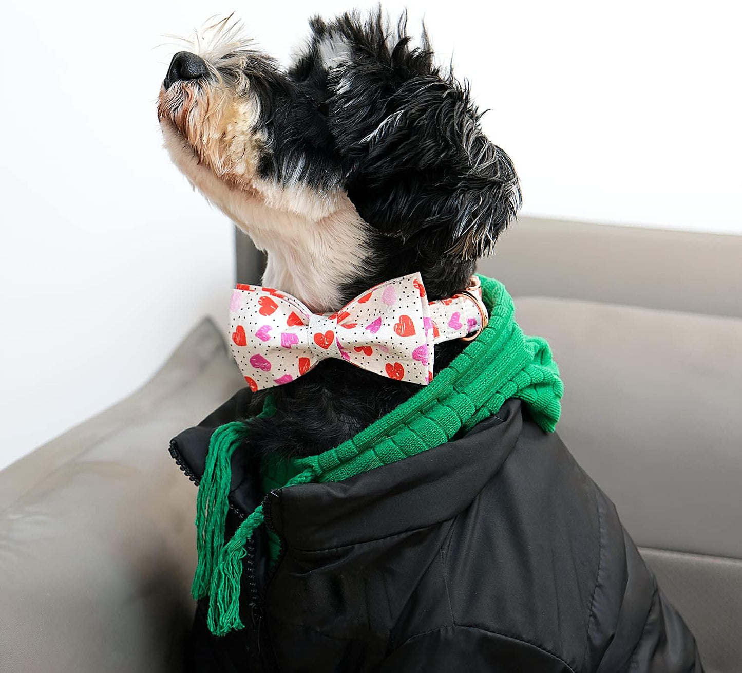 Lionet Paws Valentines Day Dog Collar with Bowtie, Dog Bowtie Collar with Metal Buckle for Dogs, Adjustable Comfortable Dog Collar Girl Boy Gift, M, Neck 13.5-22 in