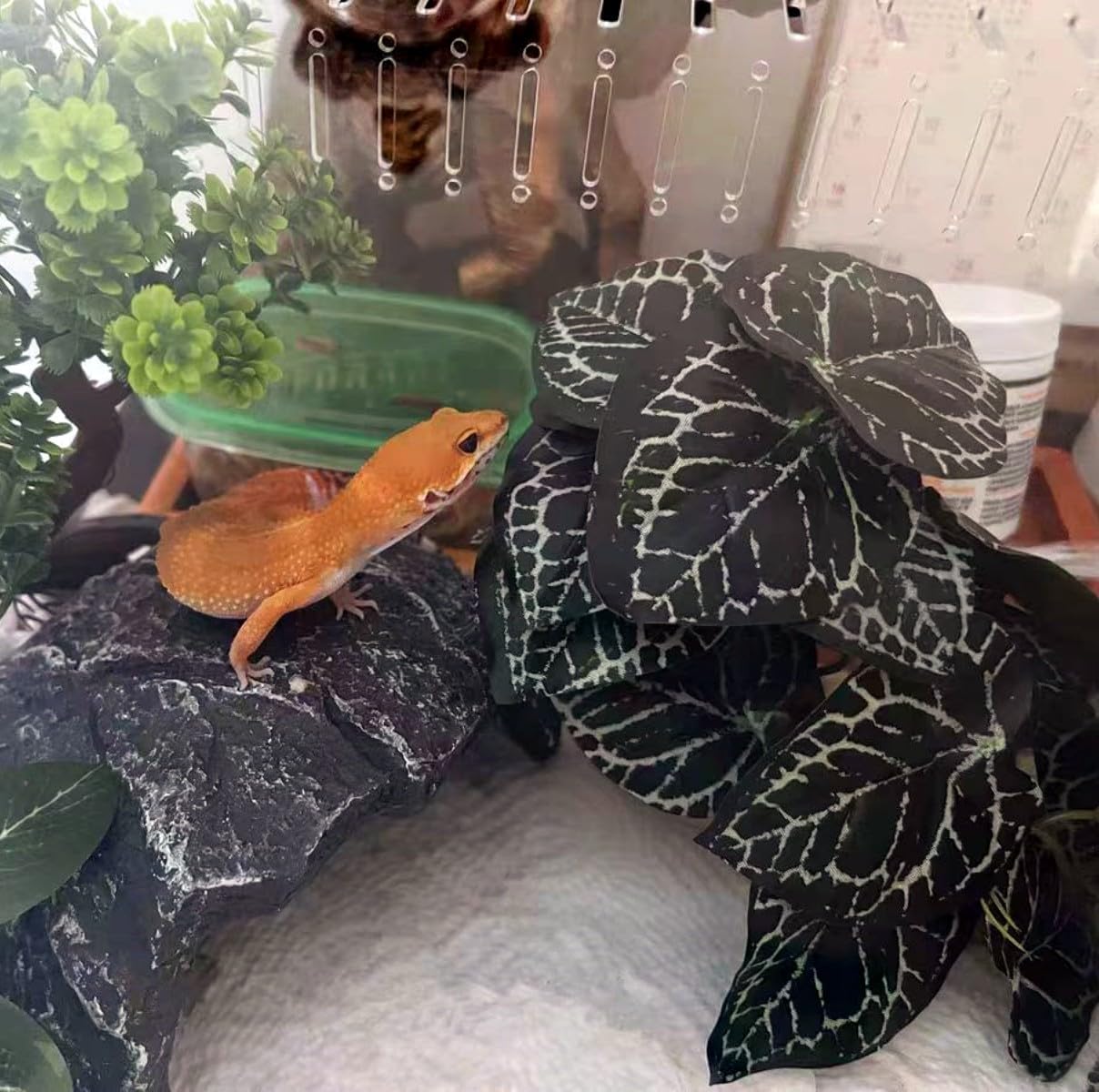 Reptile Plants for Terrarium,Amphibian Habitat Decor,Artificial Plants for Gecko Chameleon Snake Tortoise Bearded Dragon Tank Accessories with Base（Anthurium Crystallinum）