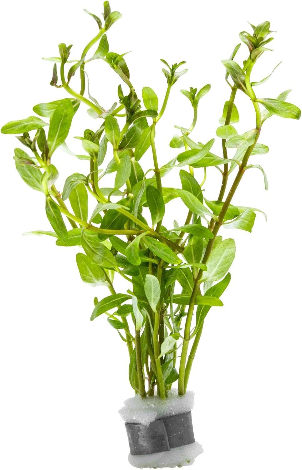 SubstrateSource Live Plants - Ammannia Sulawesi - Orange to Pink Stem Plant for High Light Freshwater Aquarium Aquascapes, Midground to Background, Orange, Pink, Green Accent - Lead Bunch