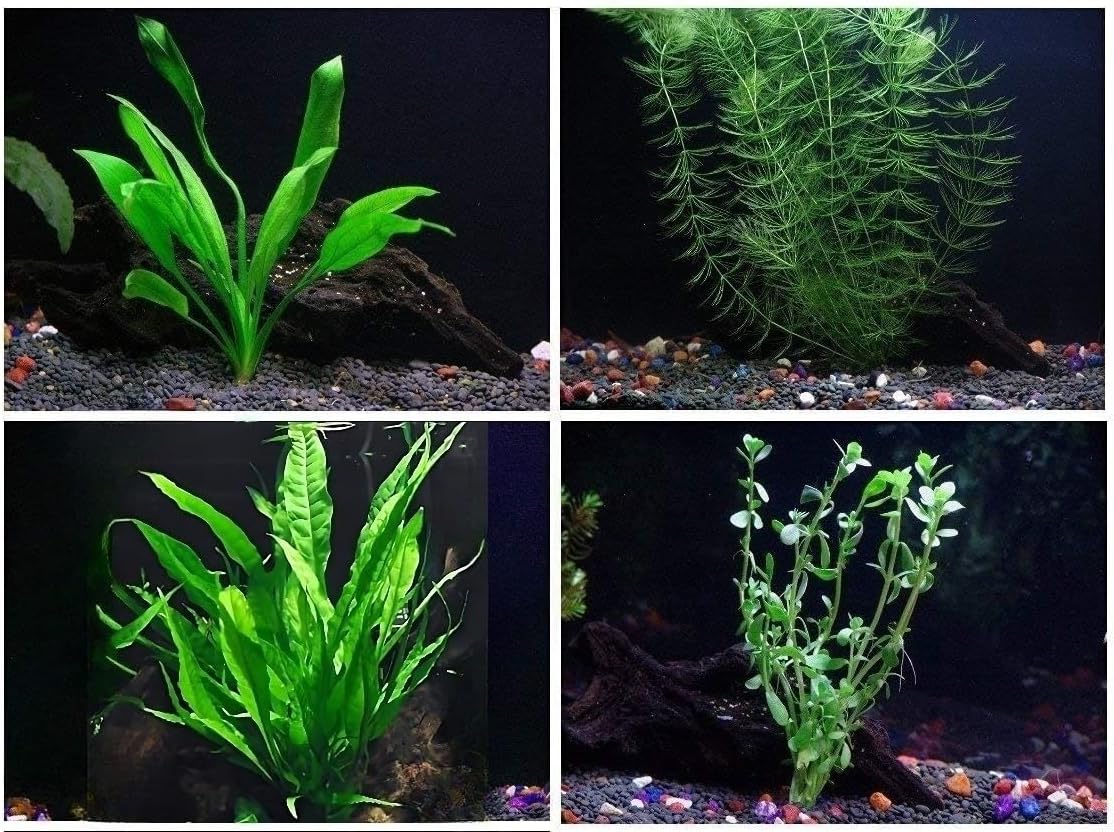 4 Species Aquarium Plants Package - Java Fern (Microsorum), Hornwort (Ceratophyllum demersum), Amazon Sword (Echinodorus), and Moneywort (Bacopa Monniery)