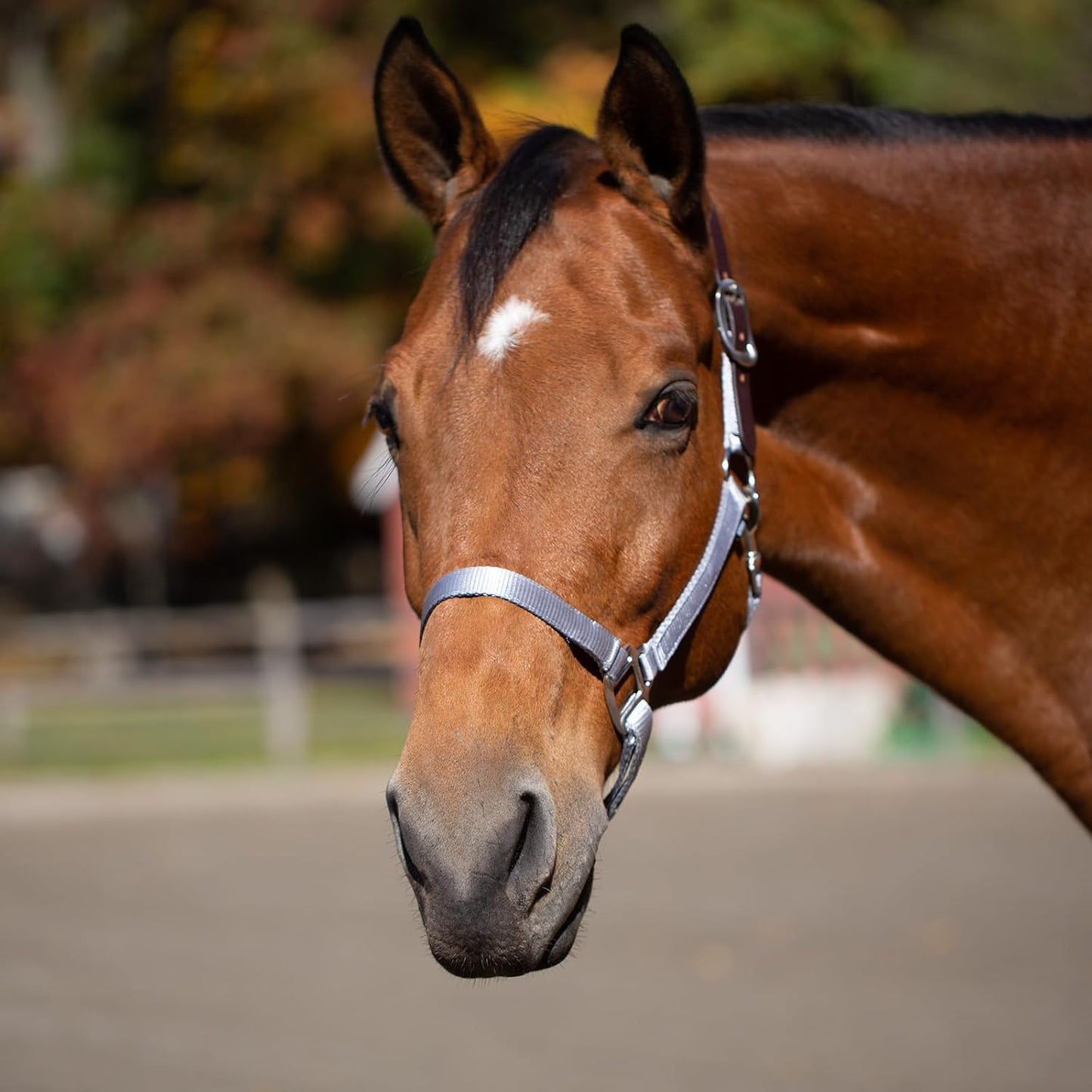 Equinavia Loki Adjustable Breakaway Horse Halter - Silver Sconce Gray - Cob