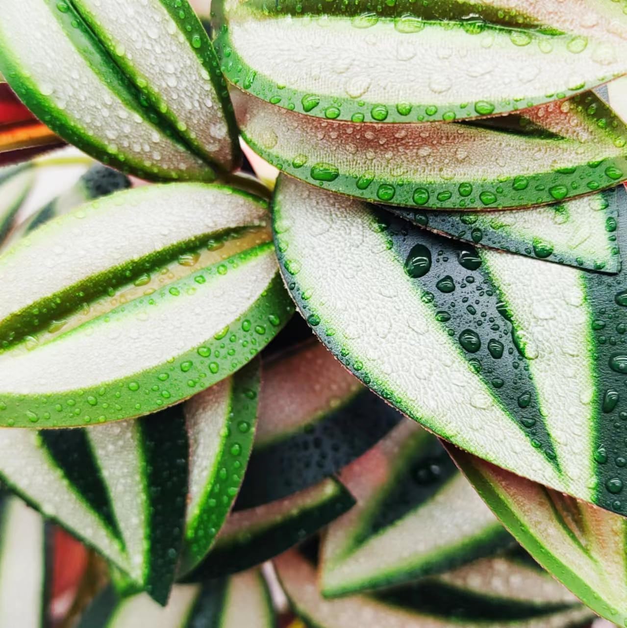 Reptile Plants for Terrarium Decor,Amphibian Habitat Decor, Bearded Dragon Tank Accessories,Artificial Plants for Gecko Chameleon Snake Tortoise with Base (Zebrina)