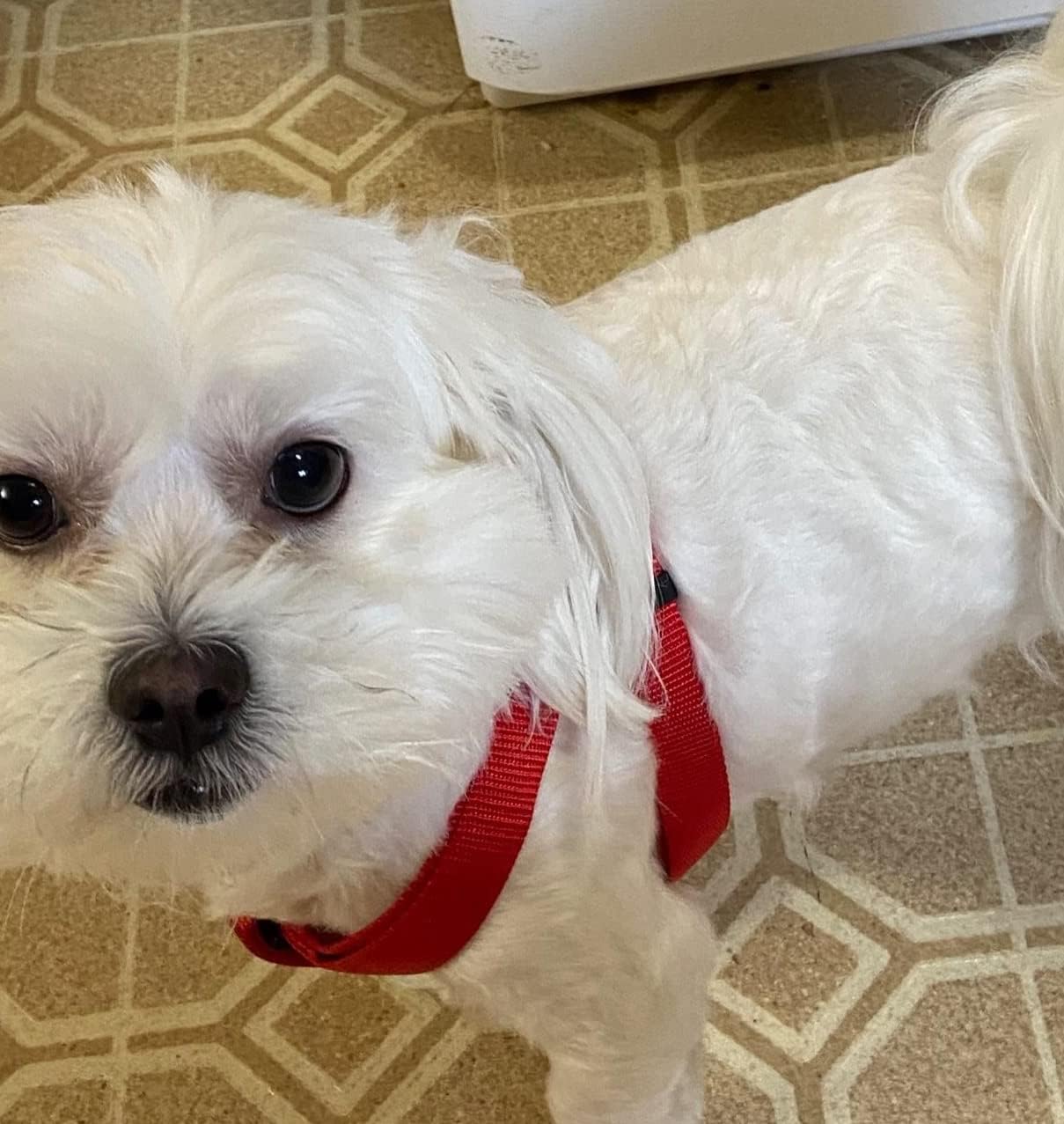 PUPTECK No Pull Dog Harness Soft Adjustable Basic Nylon Step in Puppy Vest Outdoor Walking with ID Tag Medium Red