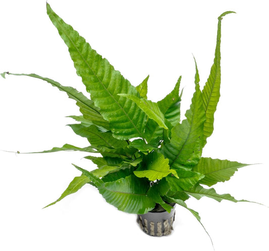 SubstrateSource Live Plants - El Niño Fern (Bolbitis heteroclita) - Midground to Background Epiphytic Rhizome for Low to Medium Light Aquascapes - Dark Green, Slow-Growing Accent - Pot