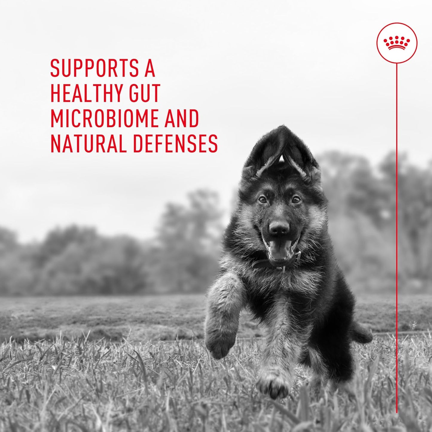 Royal Canin Probiotics for Dogs Digestive and Immune Health Powder Supplement for Canines of All Ages, 30 Count