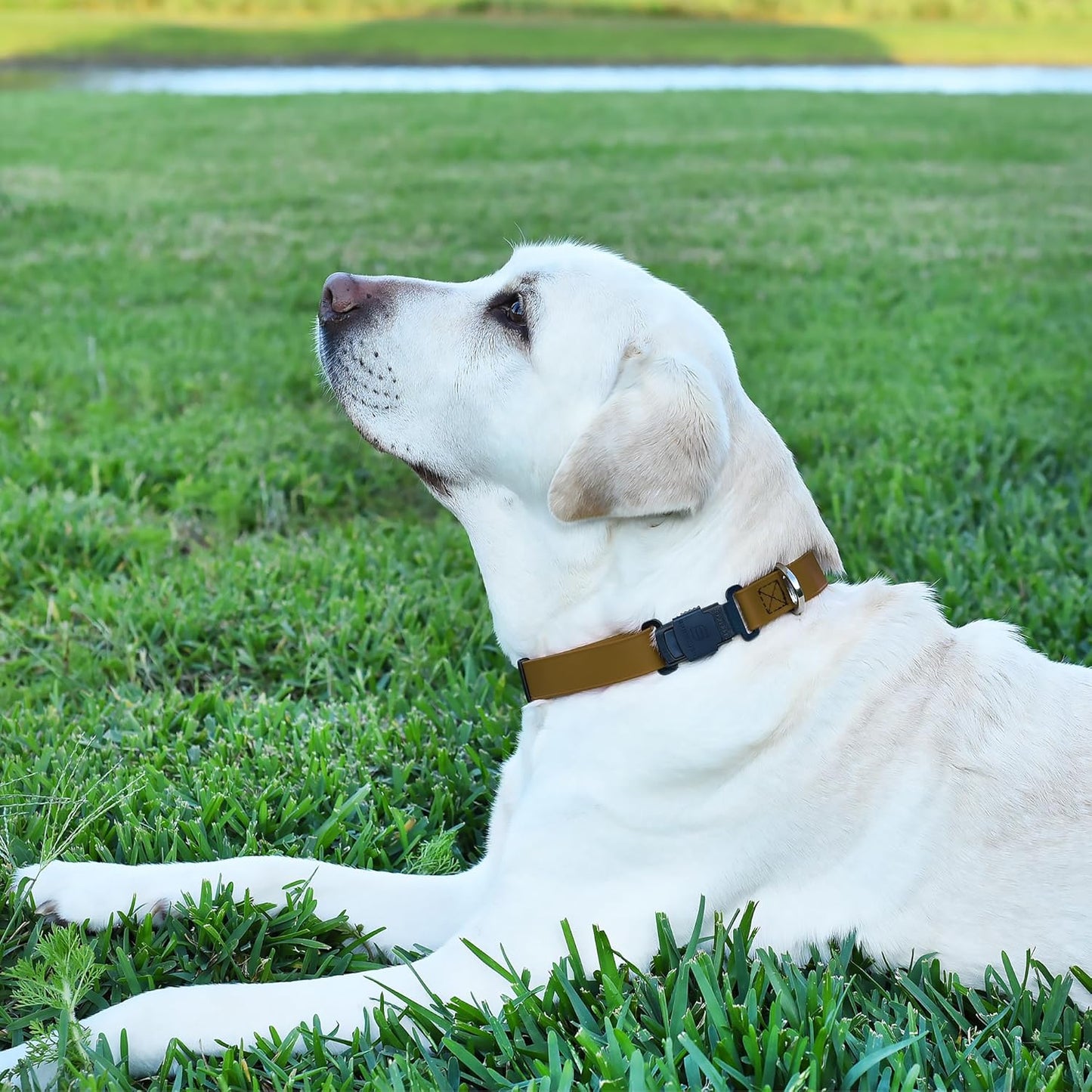 Dogline Biothane Waterproof Dog Collar with Herm Sprenger Stainless Steel Quick Release Buckle – Heavy Duty Tactical Durable Collar for Dogs – Comfortable and Safe Pet Collar, W 3/4" L 12-19", Brown