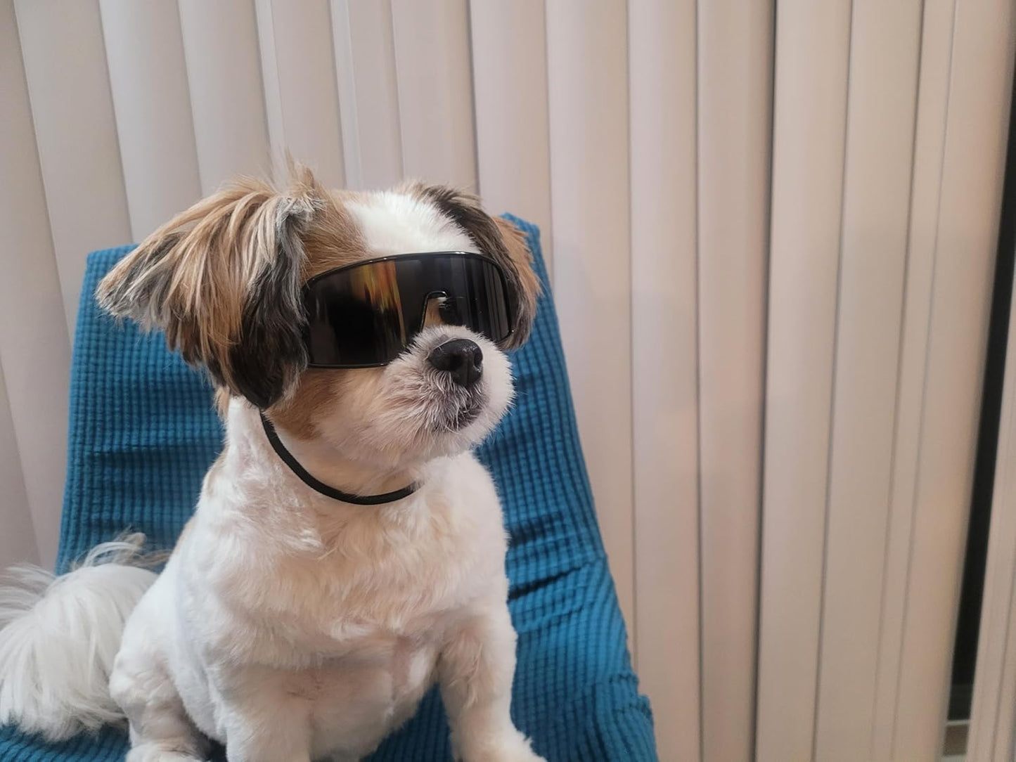 G029 Small Dog Breed 8-18lbs Pet Puppy Cat Sports Turbo Sunglasses (Sport Turbo Black)