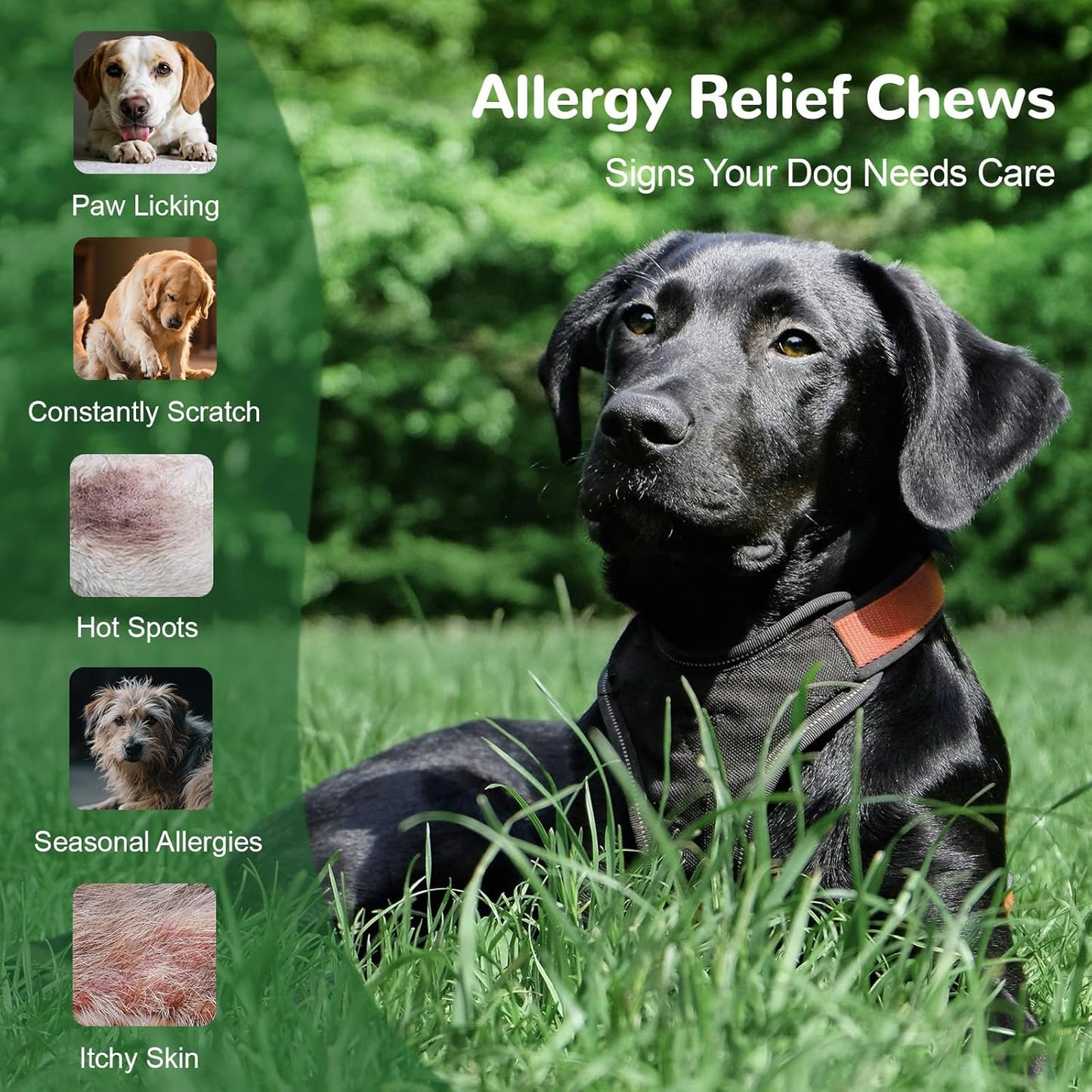 Dog Allergy Relief Chews, Dog Itch Relief Chews for Large Dogs Paw Licking Itchy Skin Seasonal Allergies, Probiotics with Astragalus Omega-3 for Coat Immune Supplement-150ct