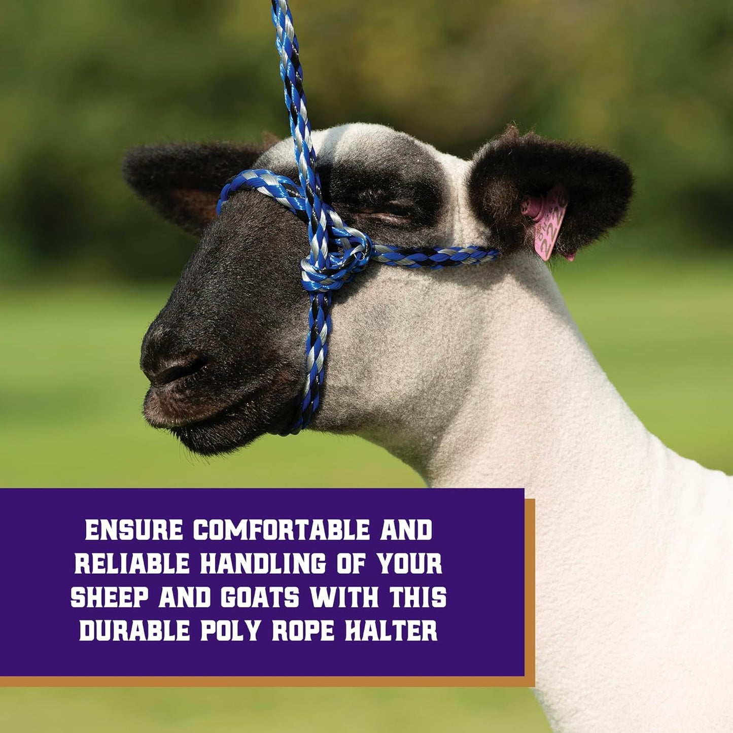 Weaver Leather Livestock Poly Rope Sheep Halter, Black