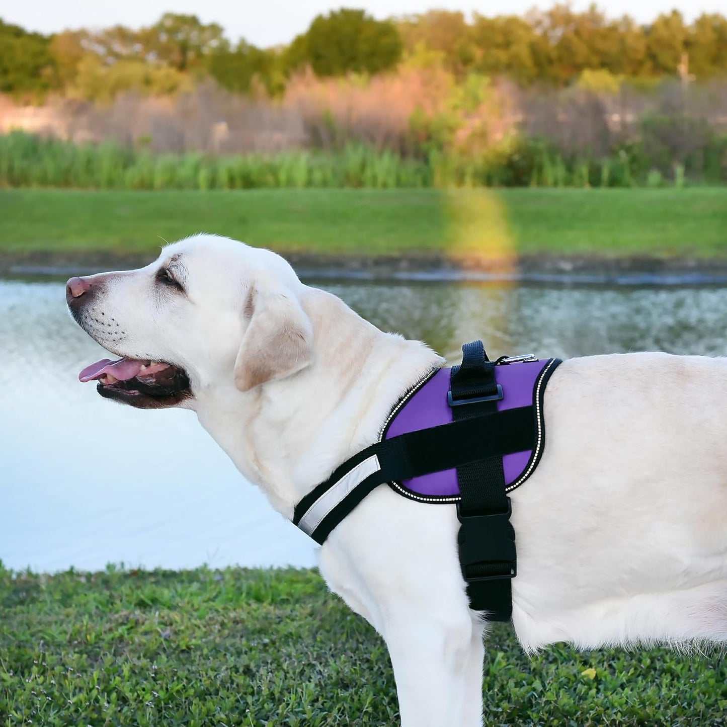 Dogline Dog Harness, Reflective No-Pull Adjustable Vest with Handle for Walking, Training, Breathable, No - Choke Harness for Small, Medium or Large Dogs Room for Patches Girth 27 to 34 in Purple