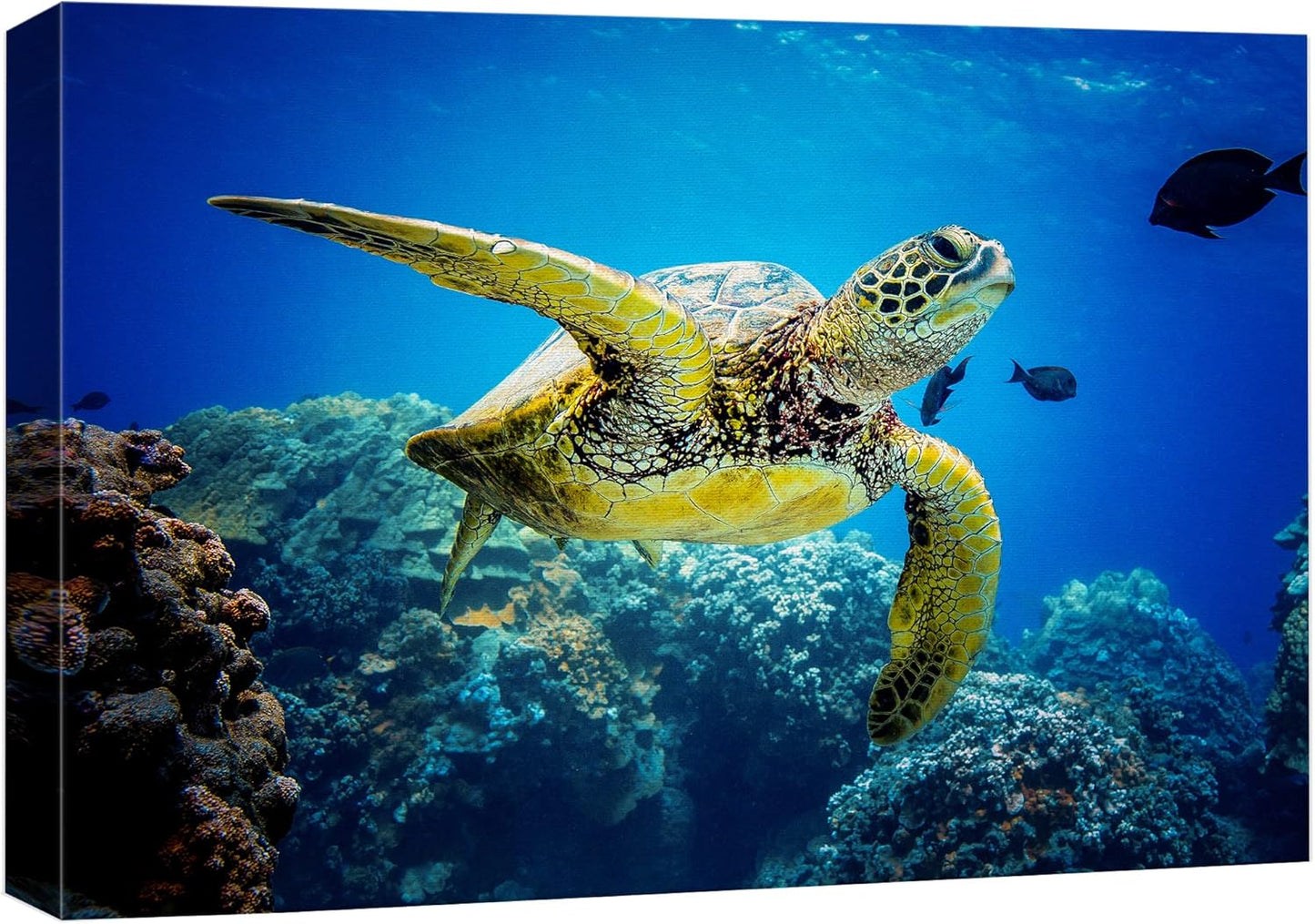wall26 Canvas Print Wall Art Vibrant Ocean Underwater Swimming Turtle Nature Animals Photography Realism Rustic Scenic Landscape Wilderness Earth Colorful for Living Room, Bedroom, Office - 32"x48"