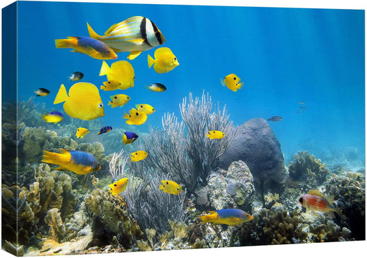 wall26 Canvas Print Wall Art Yellow School of Fish with Blue Coral Reef Nature Ocean Photography Realism Nautical Scenic Relax/Calm Multicolor Ultra for Living Room, Bedroom, Office - 12"x18"