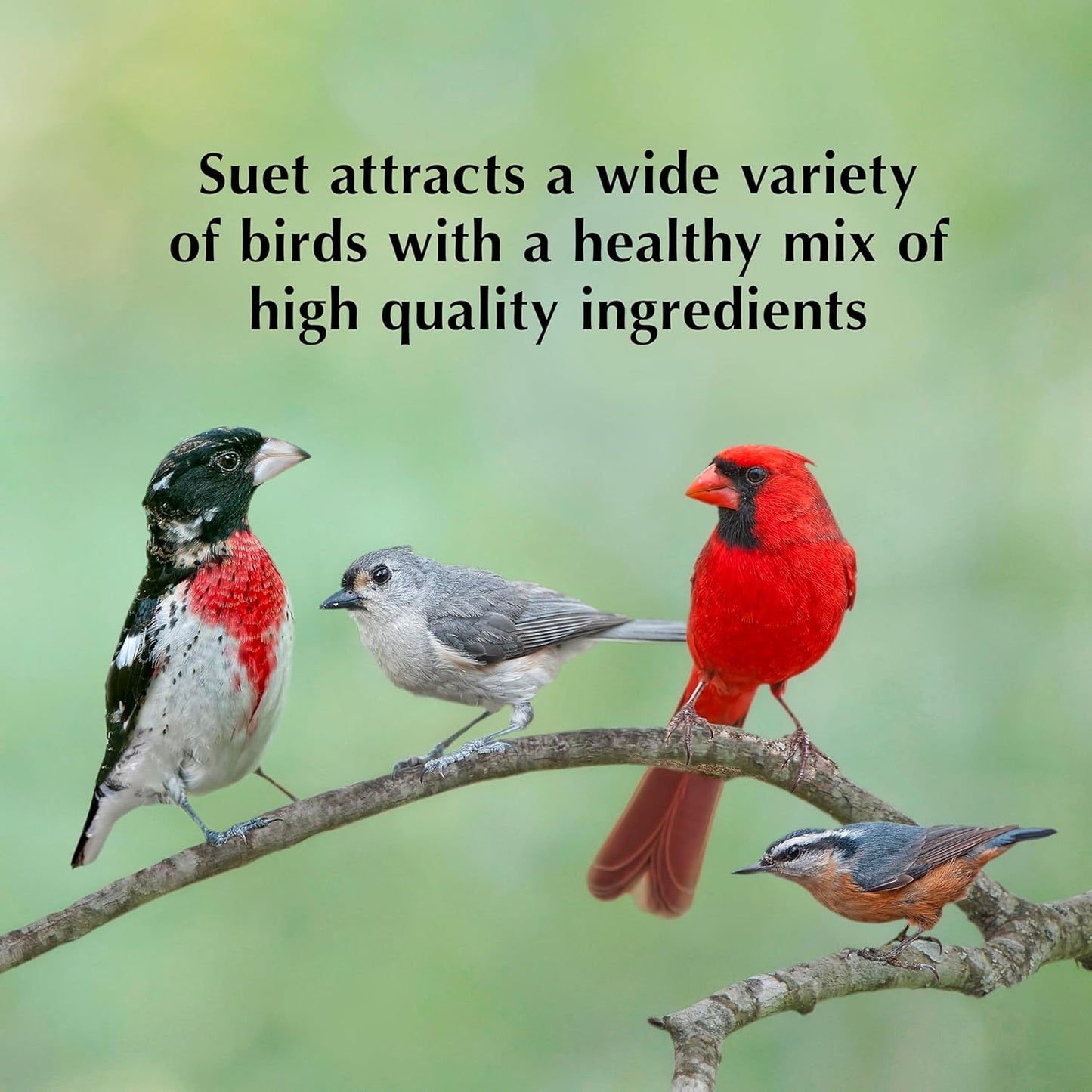 C&S Wild Bird Bluebird Suet Nuggets Mega Box, 8 Pounds