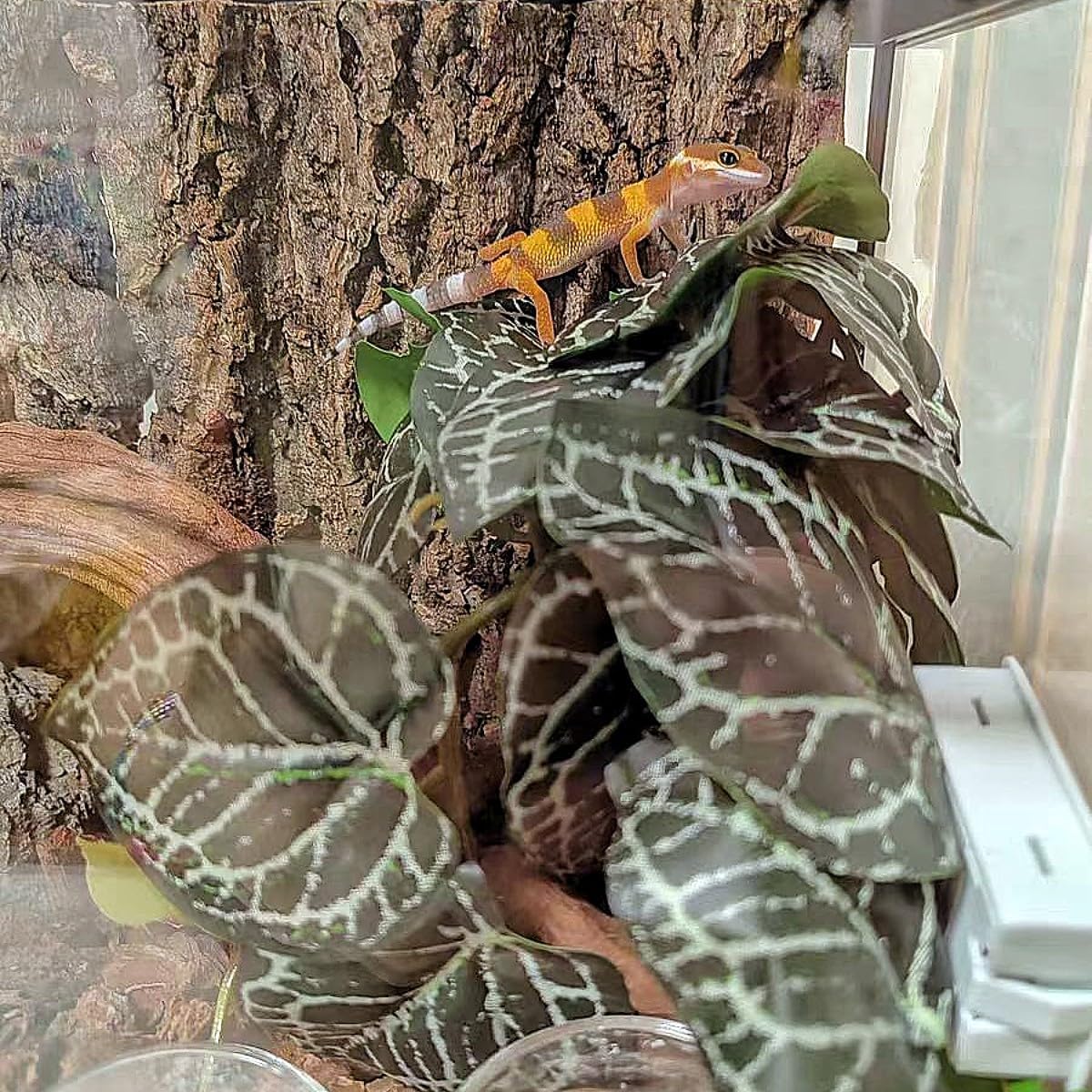 Reptile Plants for Terrarium,Amphibian Habitat Decor,Artificial Plants for Gecko Chameleon Snake Tortoise Bearded Dragon Tank Accessories with Base（Anthurium Crystallinum）