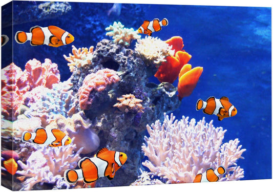 wall26 Canvas Print Wall Art Clownfish Underwater Tropical Coral Reef Nature Animals Photography Realism Rustic Scenic Landscape Wilderness Earth Colorful for Living Room, Bedroom, Office - 24"x36"
