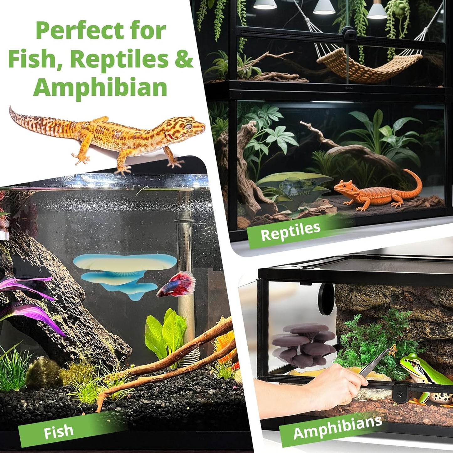 Mushroom Decor for Reptile Tank, Fish Tank, Pet-Safe Bearded Dragon Tank Accessories, Realistic Terrarium Plants for Leopard Geckos, Crested Geckos, Tree Frogs, Snakes (Forest, Cluster Cap)