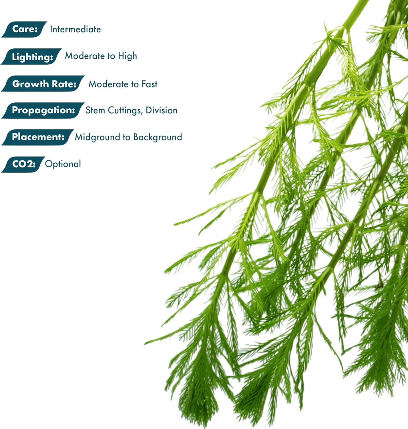 SubstrateSource Live Plants - Parrot’s Feather (Myriophyllum aquaticum) - Moderate to High Light, Bright to Blue-Green, Background Placement, Fine-Textured Aquatic Stem Plant - Lead Bunch, 1 Pack