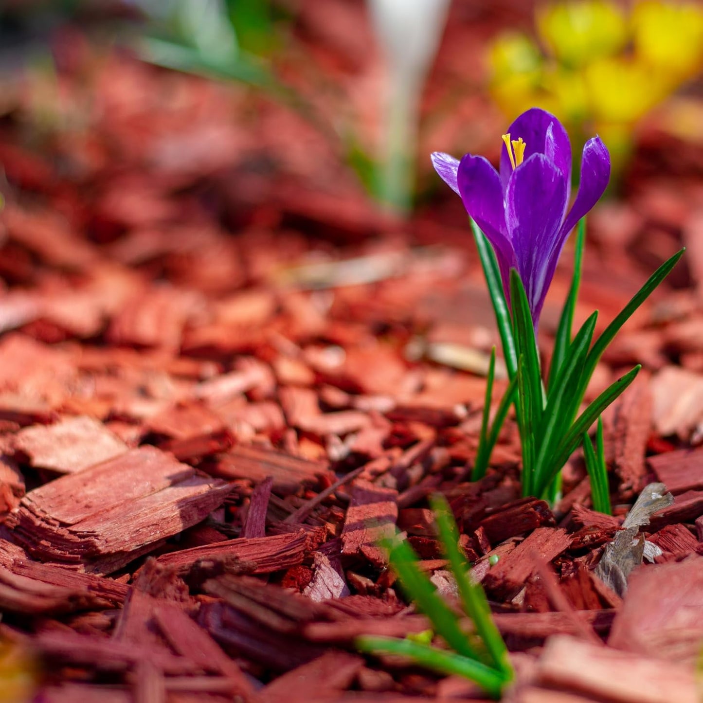 Premium Red Wood Mulch for Indoor, Patio, Potting Media, Gardens, Lawns, and Landscaping (0.5 CF - 14 L - 15 QTS)