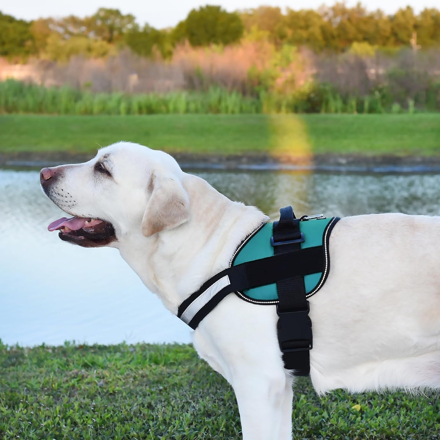 Dogline Dog Harness, Reflective No-Pull Adjustable Vest with Handle for Walking, Training, Breathable, No - Choke Harness for Small, Medium or Large Dogs Room for Patches Girth 22"-28" in Turquoise