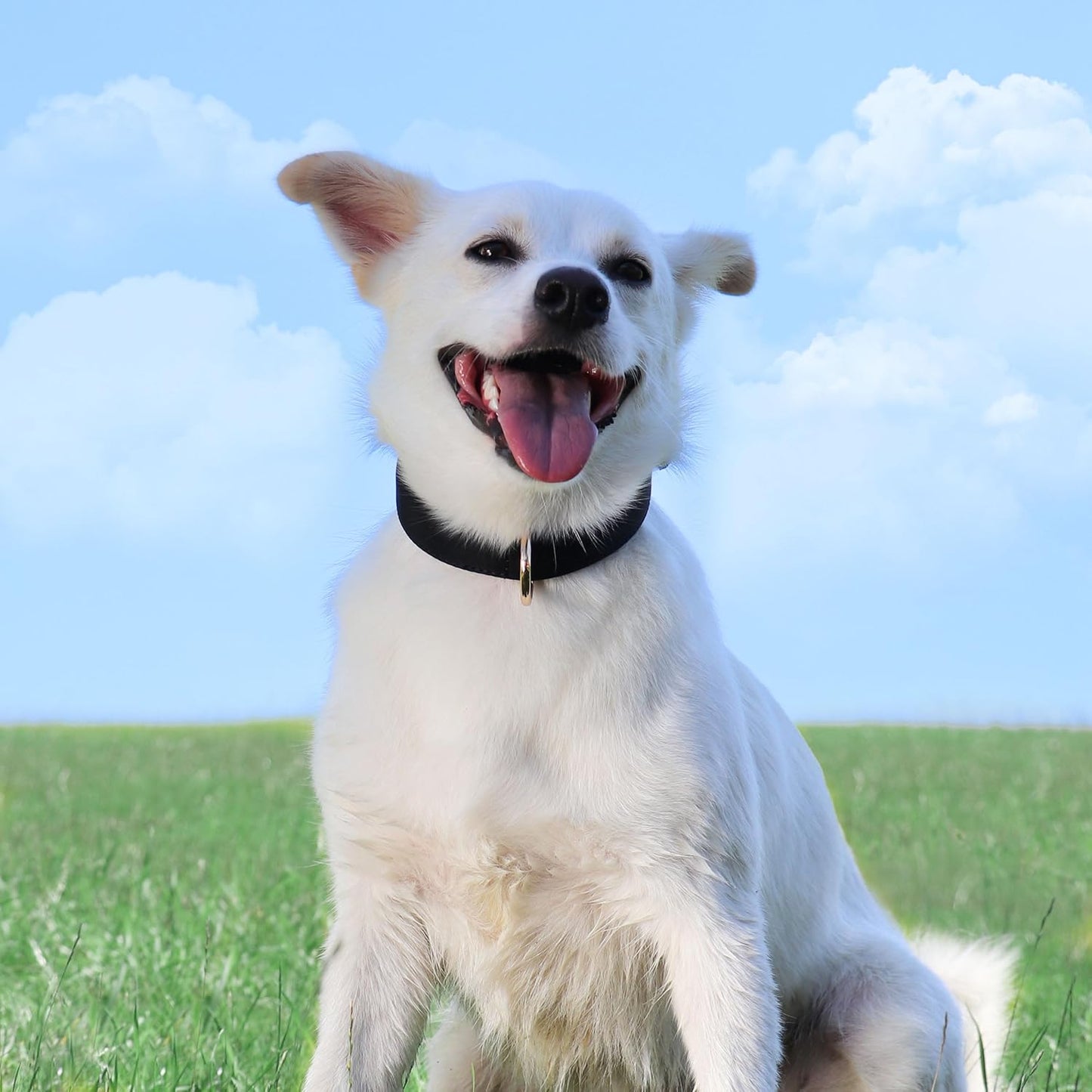 Didog Soft Padded Dog Collars for Small Dogs, Lightweight and Breathable Dog Collar with Metal Buckle, Black, M