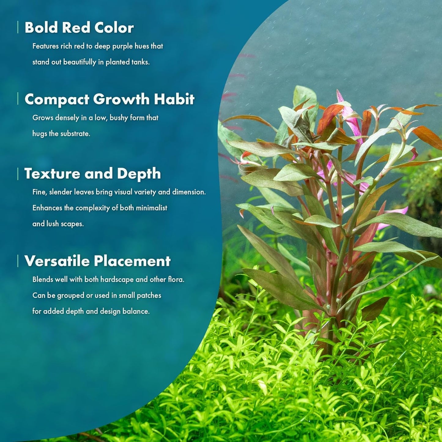 SubstrateSource Live Plants - Alternanthera reineckii ‘Mini’ - Bright Red to Pink Foreground Stem Plant for High Light, CO₂ Aquascaping, Compact Growth Red, Pink, Purple Accent - Lead Bunch