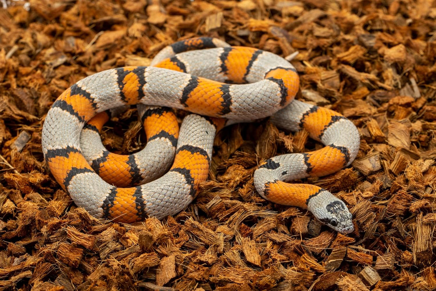 ReptiChip Reptile Bedding Loose Coconut Chip 12 Quart 2 Pack Coco Husk Substrate Mulch for Snake Habitat, Ball Python Terrarium, Turtle Tanks, Tortoise Enclosure