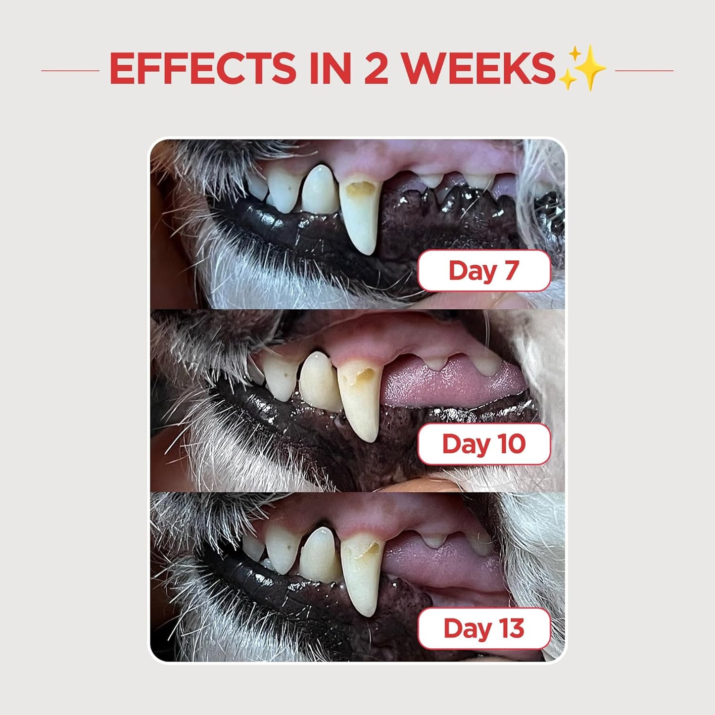 JAYU PET Dental Care Brush [Soft&Firm&Edge Bristles] - Toothbrush for Cat and Small Dogs, Removing Old Plaque and Tartar, Cat Dental Care, Cats Teeth Brushing & Easy Cleaning