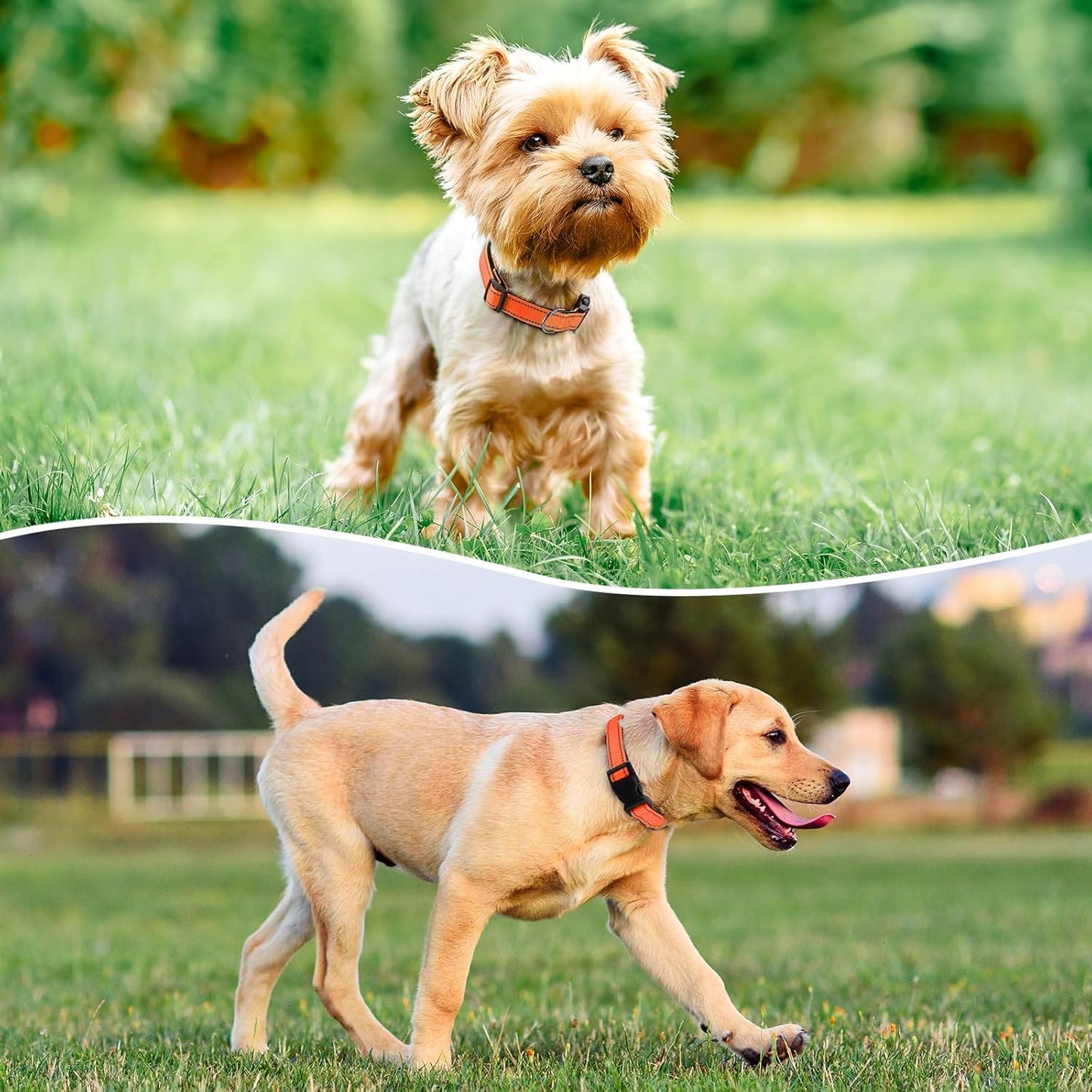 Reflective Dog Collar Padded with Soft Neoprene Breathable Quick Release Basic Dog Collars for Medium Large Dogs Orange