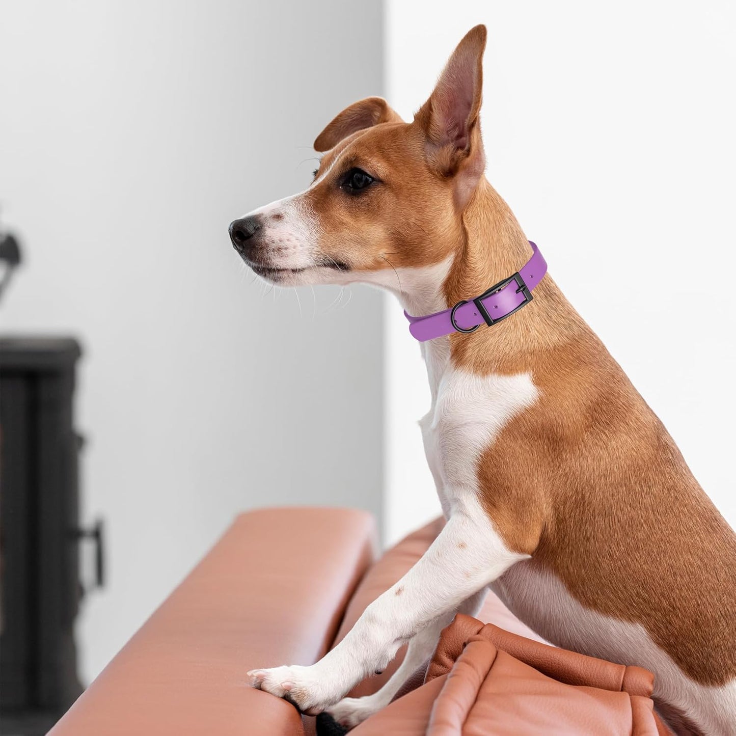 Dogline Biothane Waterproof Dog Collar Strong Coated Nylon Webbing with Black Hardware Odor- Proof for Easy Care Easy to Clean High Performance Fits Small Medium or Large Dogs, Amethyst Purple