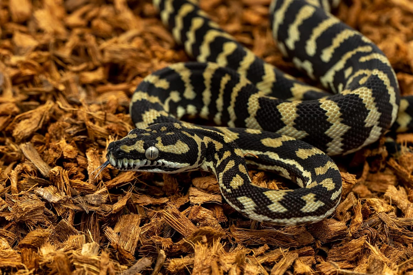 BabiChip Coconut Chip Substrate for Reptiles 4 Pack of 36 Quart Loose Small Sized Coco Husk Chip Bedding for Ball Pythons, Snakes, Tortoises, Geckos, Frogs, or Lizard Terrarium Tanks